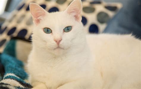 Deaf White Cats Cat Fancy Flickr