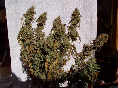 Big Bud Sensi Seeds Galería De Cannabis