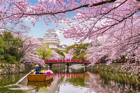 Kapan Dan Ke Mana Anda Harus Pergi Melihat Bunga Sakura Di Jepang Koridor
