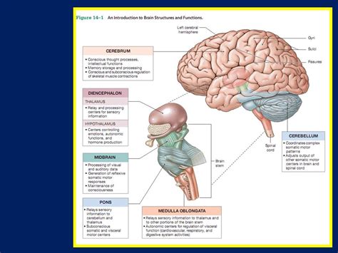 Bagian Otak Dan Fungsinya Pengertian Bagian Bagian Otak Beserta 9