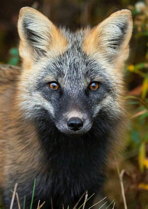 Cross Fox Cute Animal Pictures Wild Dogs Animals Beautiful