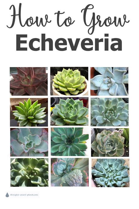 How To Grow Echeveria A Guide To The Most Gorgeous Echeveria Ever