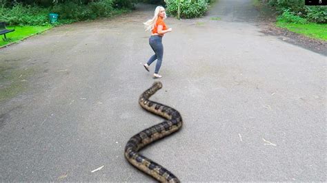 Giant Snake Attack In Real Life Terrifying Youtube