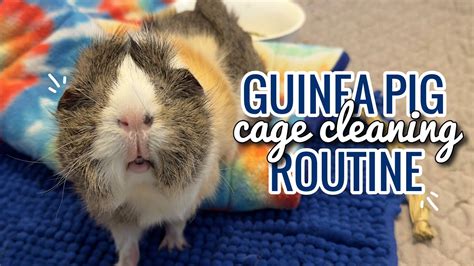 GUINEA PIG CAGE CLEANING ROUTINE 2024 YouTube