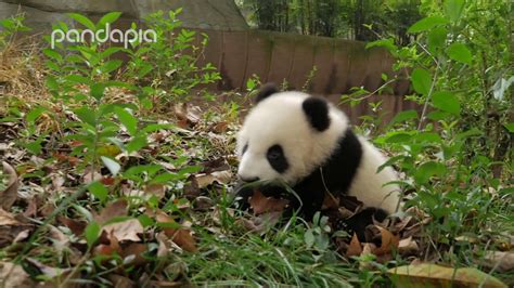 Cute Baby Panda Walking Youtube