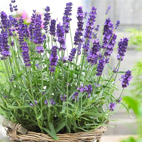 Lavendula Angustifolia Hidcote English Lavender Hidcote Blue Garden