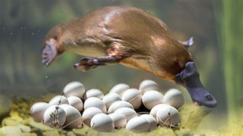 Great Mom Platypuses Laying Eggs And Cute Platypuses Moments Youtube