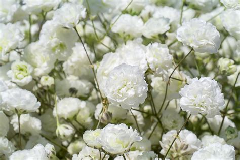 Gypsophila Paniculata Babys Breath