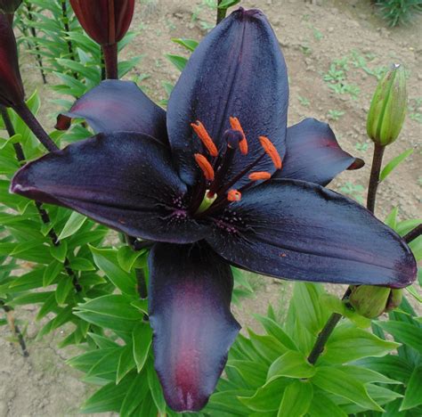 Secret Kiss Asiatic Hybrid Lily Bulb