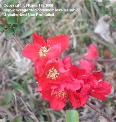 We did not find results for: PlantFiles Pictures: Flowering Quince 'Texas Scarlet ...