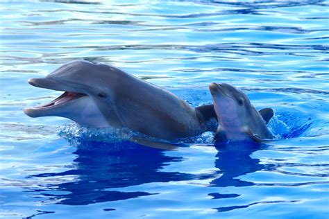 Marineland Welcomes New Calf Blog Georgia Aquarium Dolphins