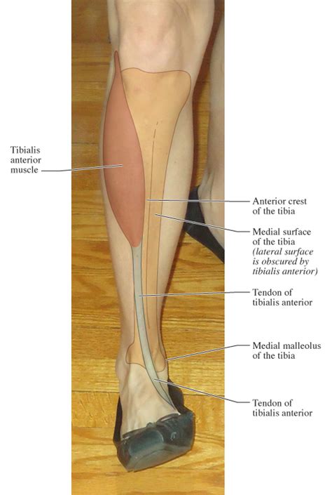Human Anatomy For The Artist Anterior Leg Part 2 Its Lonely At The Top