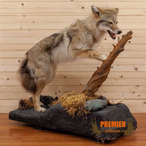 Premier Coyote Leaping Full Body Lifesize Taxidermy Mount Sw11011