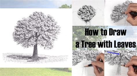 Https://tommynaija.com/draw/how To Draw A Tree With Leaves
