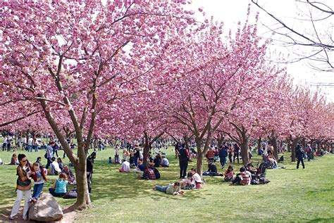 Cherry Blossom Festival Brooklyn Botanic Garden Nova York And Você