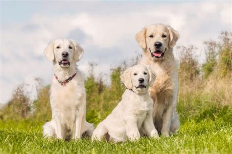 10 Best Labrador Breeders 2024 Our Top 10 Picks