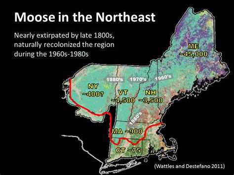 Maps New York Moose