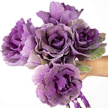 Purple wedding flowers wholesale ᐉ bulk purple flowers wedding in FiftyFlowers Purple kale