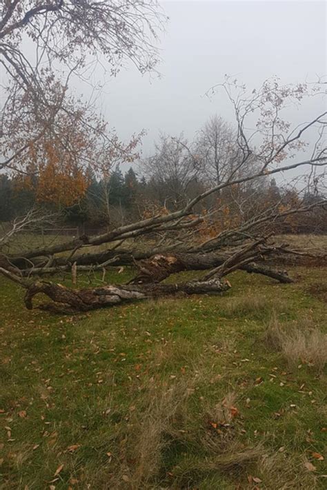 Free firewood logs wanted, good dump site fire wood tree services $0 hide this posting restore restore this posting. FREE: Firewood for Free Lantzville, Nanaimo