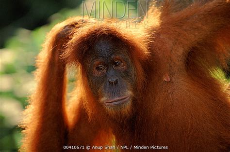 Minden Pictures Sumatran Orangutan Pongo Abelii Female Gunung