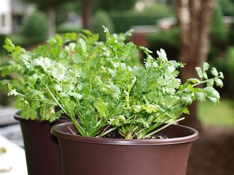 How to harvest cilantro from your garden. Tips For Growing Cilantro In the Garden
