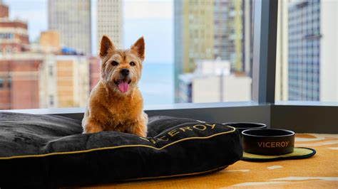 Chicagos Dog Friendly Hotels Restaurants And More Choose Chicago