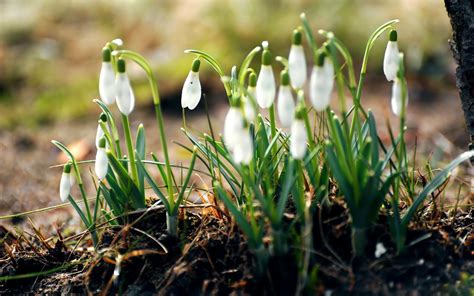 Hd Nature Flowers Spring Season Snowdrops Desktop Wallpaper Download