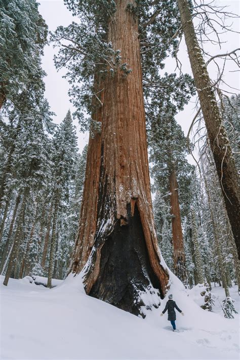 Everything You Need To Know Before Visiting Sequoia National Park In