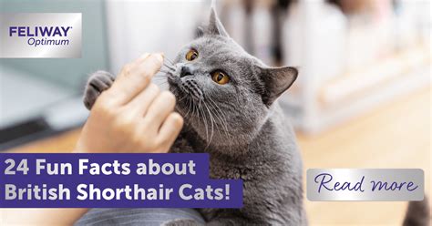 24 Fun Facts About British Shorthair Cats