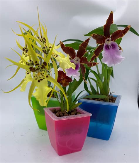 3 Perfect Square Orchid Pots Self Watering Plant Planters Premium Rare Orchids
