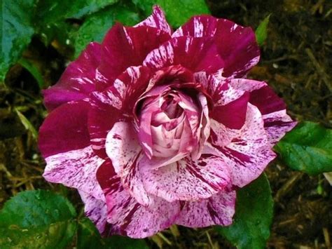 30 Rare Gorgeous Purple Dragon Rose Bush Seeds Buy 3 Packs Etsy