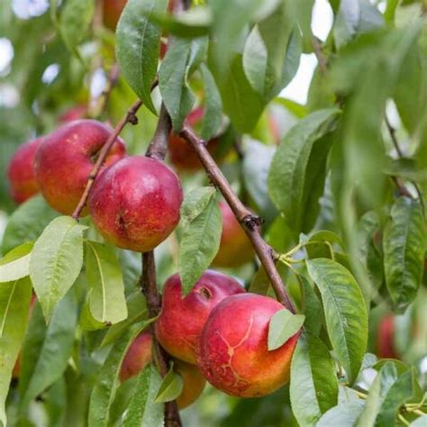 Nectarine Goldmine Dwarf Fruit Trees Garden World