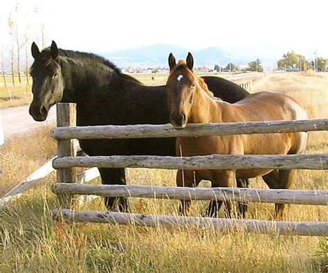 Muttandjeffhorses American Quarter Horse Wikimedia Commons Horses