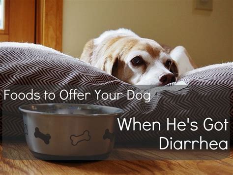 Thankfully, most of the time it isn't anything serious. 12 Human Foods to Give to Dogs With Diarrhea or Upset ...