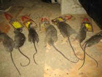 How to choose the most effective natural rat repellents. Rat Photos - Gallery of Pictures & Images