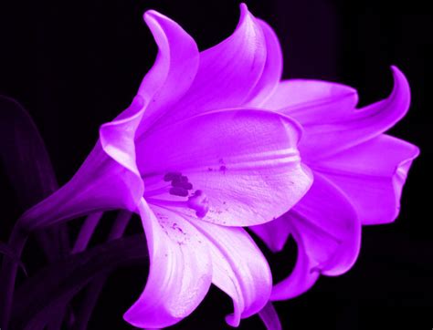 Regal purple draws oohs and aahs in this lovely centerpiece of roses, lisian. Purple white lilies macro flower wallpaper | Fav Flowers ...