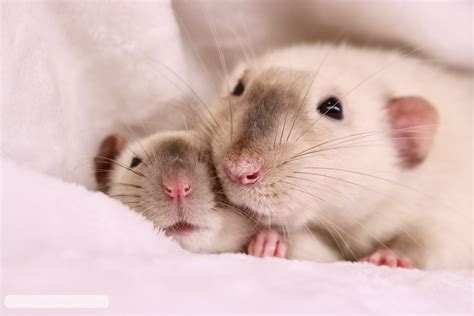 All About Rats Pet Rats Toronto — Rat Emporium Toronto