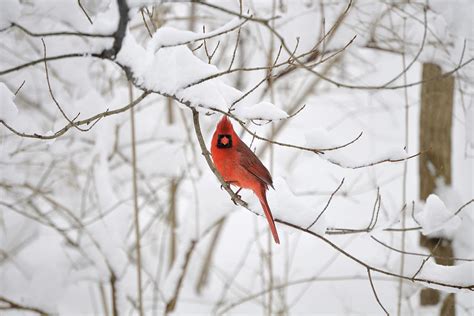 Male Cardinal On Snowy Branch Photograph By Frank Cezus