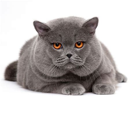 British Shorthair Cat Breed Information Everything You Want To Know