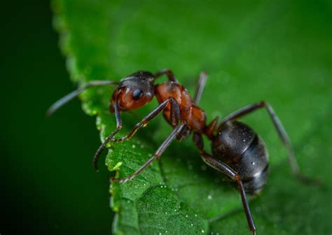 The Most Painful Ant Sting Works Like Scorpions Venom Be Careful With