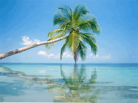 Zoom allows users to create virtual meetings. 14 Beach Gifs - Gif Abyss