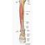 전경골근 Tibialis Anterior 족관절 굴곡  Human Muscle Anatomy