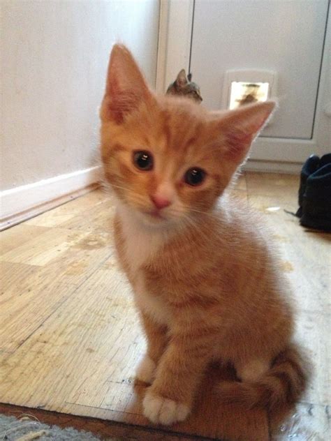 Post your available cats and kittens for sale or adoption and let us bring loving parents to you. Ginger Tabby Kittens For Sale | Southampton, Hampshire ...