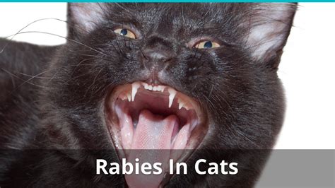 Can A Cat Have Rabies And Not Show Symptoms Cat Lovster