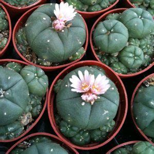 The plant is ribbed and forms a beautifully pink, white or yellow flower at its heart. Succulents & Cacti - Plants, Seeds and Cuttings ...