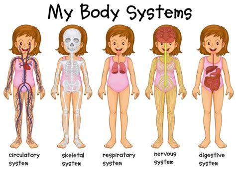 Kid Friendly Human Body Systems For Kids Diagram