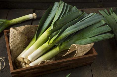 Your wales emblem stock images are ready. The Leek - National Emblem of Wales and the Welsh