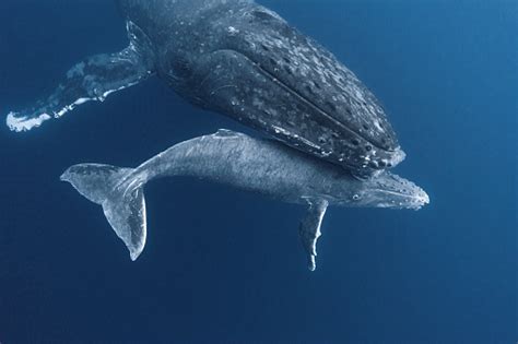 Baby And Mama Humpback Whale Touching And Loving Vavau Tonga Stock