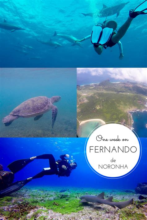 Fernando De Noronha Video The Sleepy Travellers Travel Diving