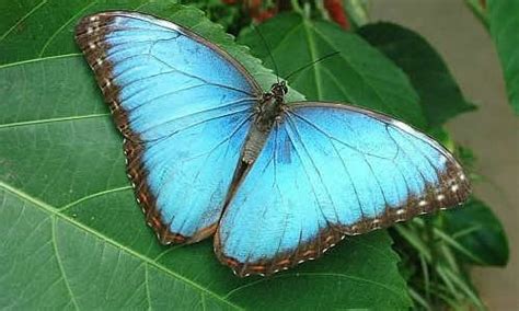 Blue Morpho Butterfly Rain Forest Reports